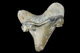 Serrated Fossil Auriculatus Tooth - Tuzbair, Kazakhstan #173797-1